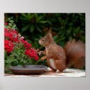 Search for red squirrel art Cute
