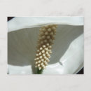 Search for white lily postcards Photography