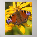 Search for peacock posters Animal