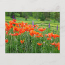 Search for canada landscape postcards Forest