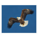 Search for soaring bird posters Flight