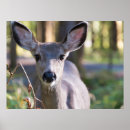 Search for mule art Doe