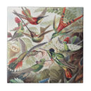 Search for hummingbird tiles Ernst haeckel