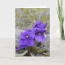 Search for violet colour cards Flower