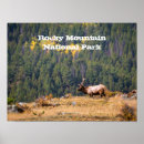 Search for bull elk art Colorado