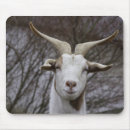 Search for billy mousepads Goat