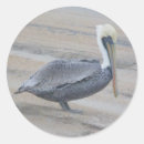 Search for brown pelican stickers Animals