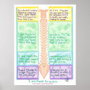 Search for spine posters Vertebrae