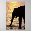 Search for indian elephant art Nature