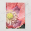 Search for pink poppy postcards Garden
