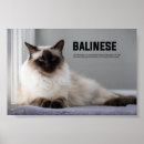Search for balinese art Feline