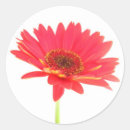 Search for red daisy stickers Flower