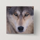 Search for carnivore badges Fauna