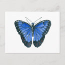 Search for morpho butterfly postcards Wings