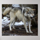 Search for bad wolf posters Wolves