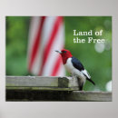 Search for bird watcher posters Birds and blooms
