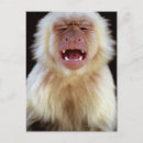 Search for capuchin postcards Vertical