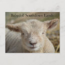 Search for lambs postcards White lamb