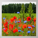 Search for realistic flower posters Nature
