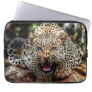 Search for big blue eyes electronics Leopard