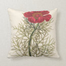 Search for paeony Flower