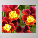Search for pansy paintings posters Gardening