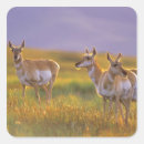 Search for antelope stickers Animal