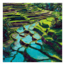 Search for bali vintage travel art Tropical
