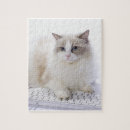 Search for ragdoll cat puzzles Kitten