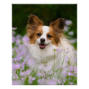Search for papillon dog art Cute