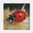 Search for lady beetle Insects