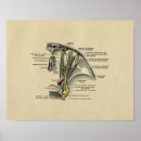 Search for human eyes Anatomy