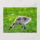 Search for adoreable postcards Cute
