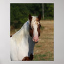 Search for haflinger posters Breed