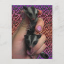Search for gliders postcards Marsupials