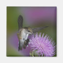 Search for in flight magnets Adam jones