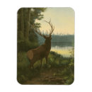 Search for preserve magnets Nature