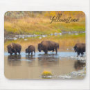 Search for bison mousepads Yellowstone national park