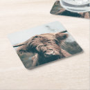 Search for cows coasters Portrait