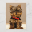 Search for yorkshire postcards Puppies