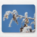 Search for frost photography Cold