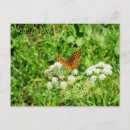 Search for entomology postcards Garden