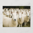 Search for flock of sheep postcards Field