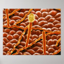 Search for biology art Botany