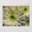 Search for chrysanthemum postcards White