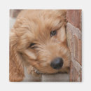 Search for peek magnets Puppy