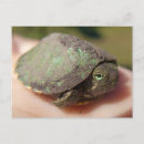 Search for juvenile postcards Young