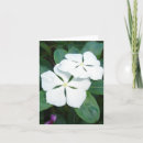 Search for dewdrops cards White
