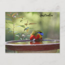 Search for native bird postcards Photography