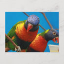 Search for lory Birds